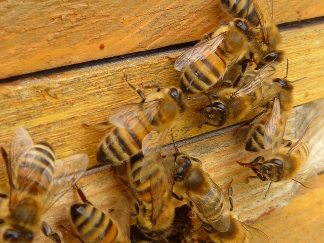 Grillieren bei den Bienen
